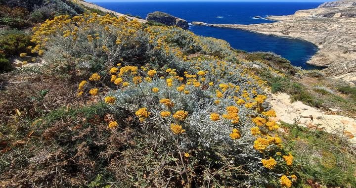 Malta Ranger Unit: Malta Ölmezotu, Gozo'nun Gerçek Altın Hazinesi