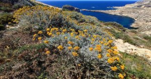 Malta Ranger Unit: Malta Ölmezotu, Gozo'nun Gerçek Altın Hazinesi