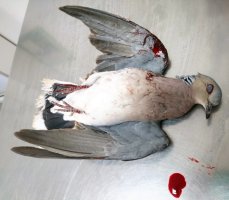 BirdLife Malta, "Çevre Uygulamalarını Zayıflatmaya Yönelik Tehlikeli Siyasi Yarışı" Kınadı