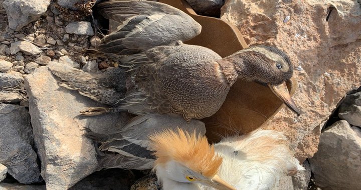 BirdLife Malta, Seçim Öncesi Doldurulmuş Kuş Transferlerinin Yeniden Açılmasını Kınadı