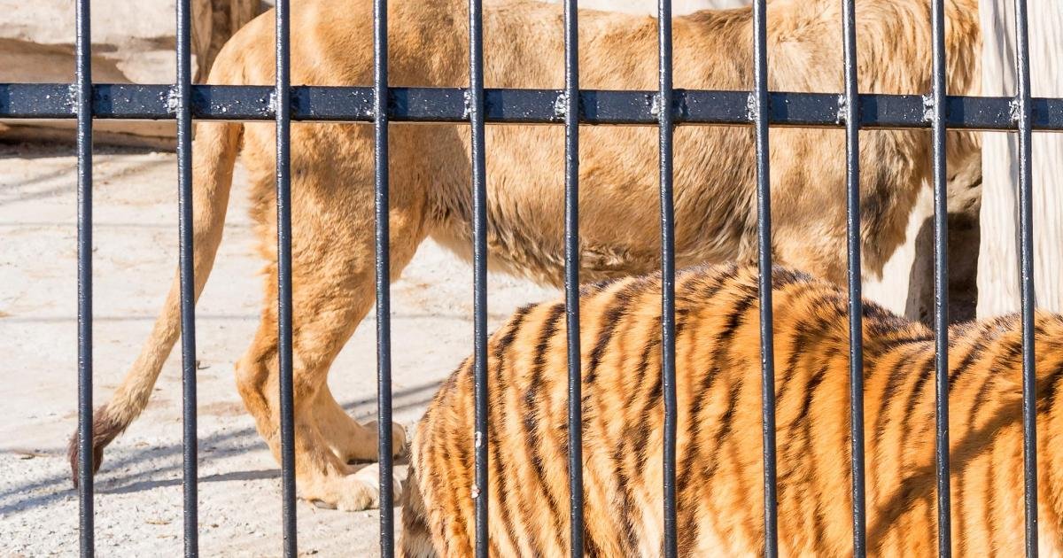 Marsaskala'da kafeste kaplan ve iki aslan besleyene 10 bin euro ceza