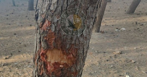 Ta' Qali'de Çocuğun Çam Ağacına Zarar Vermesi Endişe Yarattı