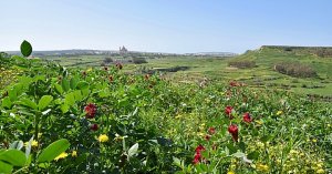 Gozo Ayrı Bir Ada Bölgesi Olarak Tanınmalı – Gozo İş Odası