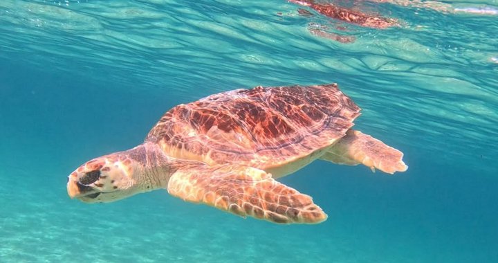Nature Trust Gozo'dan Deniz Kaplumbağası Kurtarma Semineri