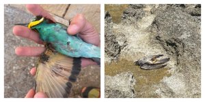 Bahar avı 2026: 'Avrupa'ya ulaşamayan kuşlar' – BirdLife Malta