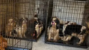 71 Yaşındaki Adam 44 Köpeği Kötü Koşullarda Barındırdığı İçin 21.450 Euro Para Cezasına Çarptırıldı
