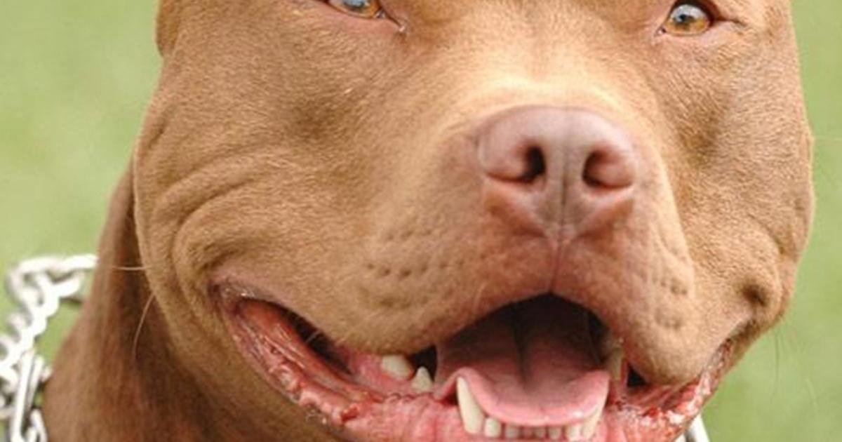 Pitbull sahibine 6.000 euro para cezası: Köpek başka bir köpeği parçaladı