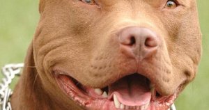 Pitbull sahibine 6.000 euro para cezası: Köpek başka bir köpeği parçaladı