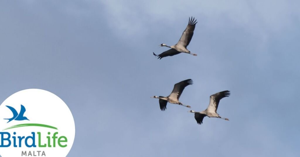 BirdLife Malta: Seçim Vaatleri Avcılık Yasalarını Zayıflatabilir