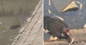 Marsa Göletinde Su Pompası Arızası Sonrası Bir Düzineden Fazla Ördek Öldü