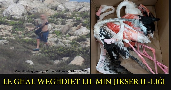 10 Çevre STK'sından Hükümete Çağrı: Yaban Hayatı Suçlarını Ödüllendirmeyin
