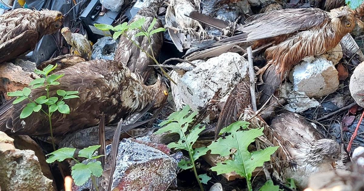 BirdLife Malta, Seçim Öncesi Doldurulmuş Kuş Transferlerinin Yeniden Açılmasını Kınadı
