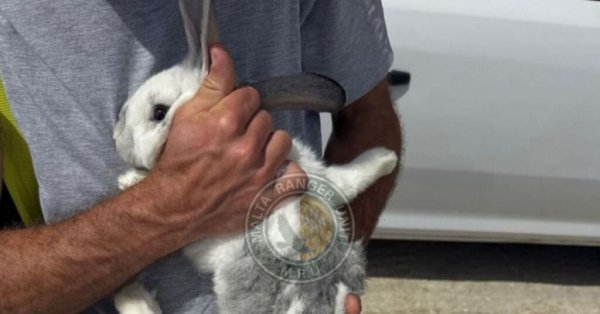 Gozo'da Şüpheli Hayvana Eziyet Vakası: Tavşanın Dört Ayağı da Kırık Bulundu
