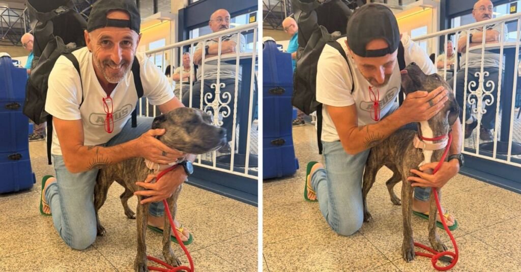 Açlıktan Kurtarılan Köpek Millie, Fabio Spiteri'yi Havalimanında Karşıladı
