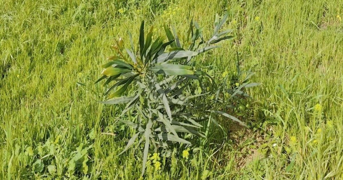 Marsaxlokk'ta Yasadışı Dikilen Okaliptüs ve Akasya Fidanları Sökülüyor