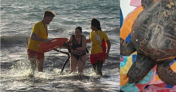 Little Armier'de Zor Durumdaki Kaplumbağa Cankurtaranlar ve Nature Trust Gönüllüleri Tarafından Kurtarıldı