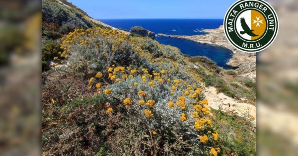 Gozo'nun 'Altın Hazinesi': MRU Nadir Endemik Malta Bitkisinin Korunması Çağrısında Bulundu
