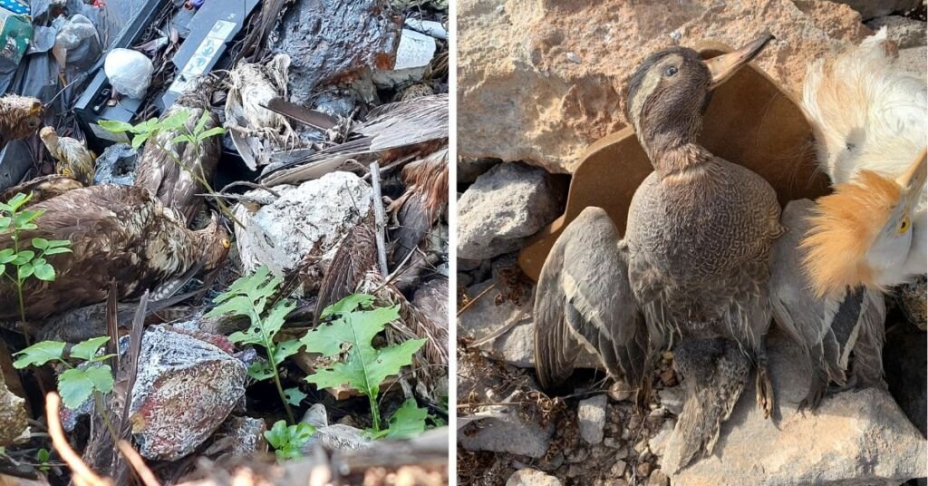 BirdLife Malta, Seçim Öncesi Doldurulmuş Kuş Transferlerinin Yeniden Başlatılmasını Eleştirdi