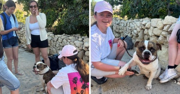Mikroçip Sayesinde Kayıp Köpek Sahibine Yarım Saatten Kısa Sürede Kavuştu