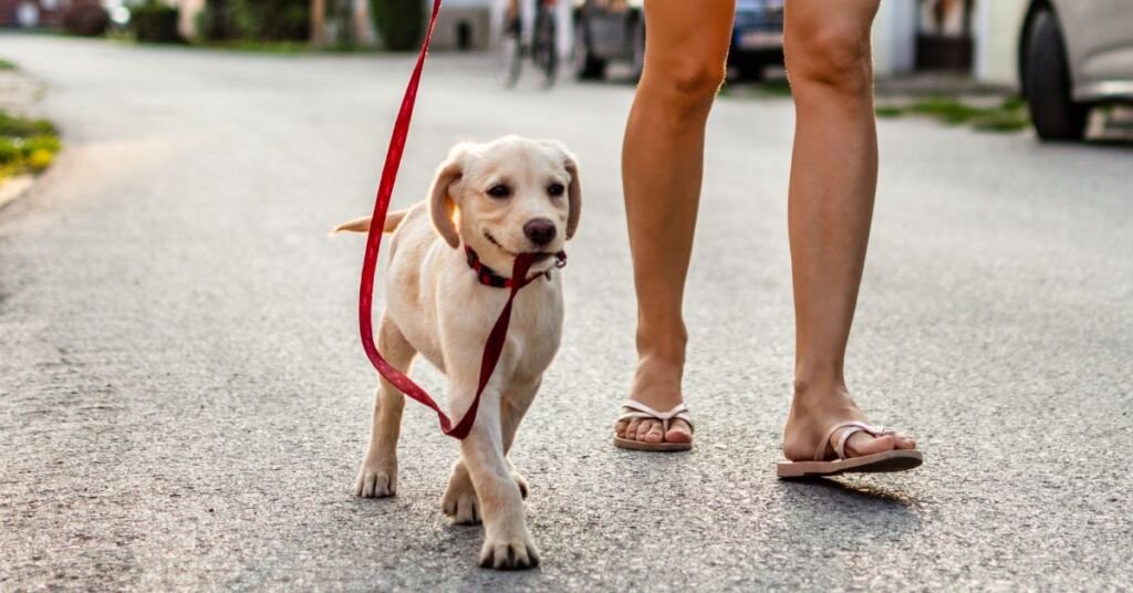 Yaz Geliyor: Köpeğinizi Gündüz Yürütmek İçin Hava Çok Sıcak Olabilir