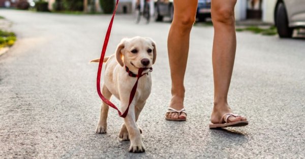 Yaz Geliyor: Köpeğinizi Gündüz Yürütmek İçin Hava Çok Sıcak Olabilir