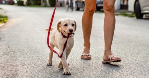 Yaz Geliyor: Köpeğinizi Gündüz Yürütmek İçin Hava Çok Sıcak Olabilir