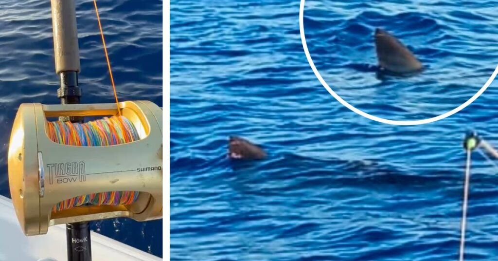 Malta Açıklarında Balıkçılarla Mücadele Eden Dev Köpekbalığı 'Büyük Beyaz' Olabilir