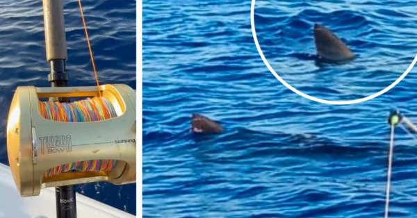 Malta Açıklarında Balıkçılarla Mücadele Eden Dev Köpekbalığı 'Büyük Beyaz' Olabilir
