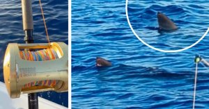 Malta Açıklarında Balıkçılarla Mücadele Eden Dev Köpekbalığı 'Büyük Beyaz' Olabilir