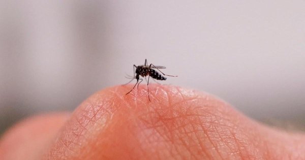 Sivrisinekler Neden Bazı İnsanları Daha Çok Isırır? İpuçları Ortaya Çıkıyor