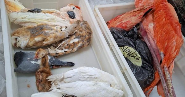 Patlamada Hayatını Kaybeden Kuş Cenneti Kuşları Arasında Flamingo, Baykuş ve Papağan da Var