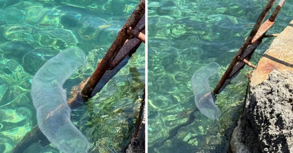 Gozo Sularında Nadir Görülen 'Klamar Tat-Tikek' Yumurta Kütlesi Bulundu