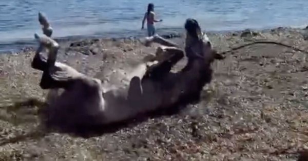 İzleyin: Kurtarma Atları Plajda Köpek Gibi Davranıyor