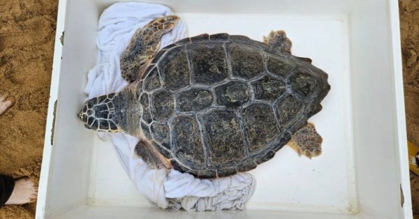 Kurtarılan Kaplumbağa Nathalia, Salıverilmesinden Aylar Sonra St Julian's'ta Ölü Bulundu