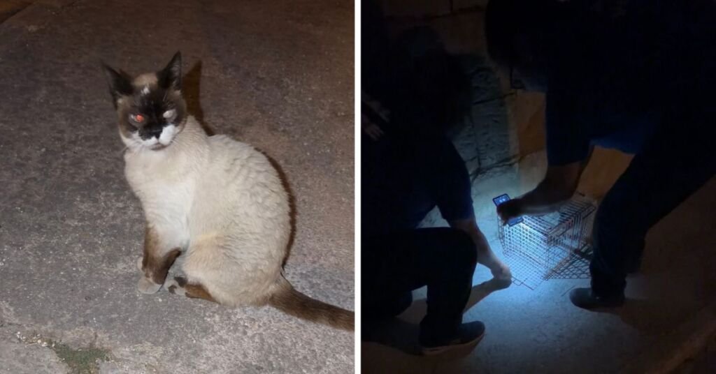 Akşam Yürüyüşünde Gözleri Görmeyen Kedi Bulundu: Hayvan Refahı Hızla Müdahale Etti