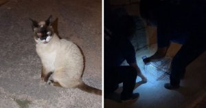 Akşam Yürüyüşünde Gözleri Görmeyen Kedi Bulundu: Hayvan Refahı Hızla Müdahale Etti