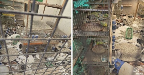 Onlarca Muhabbet Kuşu ve Güvercin Ölü Bulundu: Ciddi Hayvan Hakları Davası