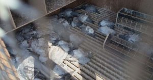 Qormi'de Bakımsız Güvercinlikte 50'den Fazla Ölü Güvercin Bulundu