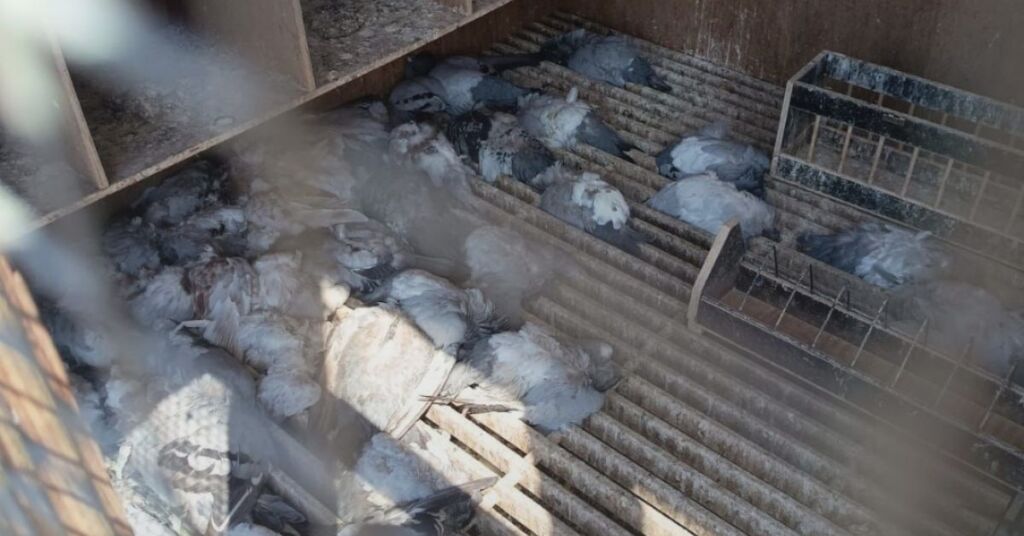 Qormi'de Bakımsız Güvercinlikte 50'den Fazla Ölü Güvercin Bulundu