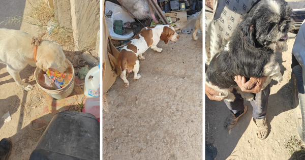 Hayvan Refahı Ekipleri, Daha Önce de Hayvan İstismarından Cezalı Bir Adamdan 13 Köpeği Kurtardı