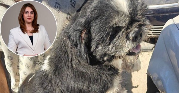 Hayvan Refahı Operasyonunda İhmal Şüphesiyle Köpekler Kurtarıldı
