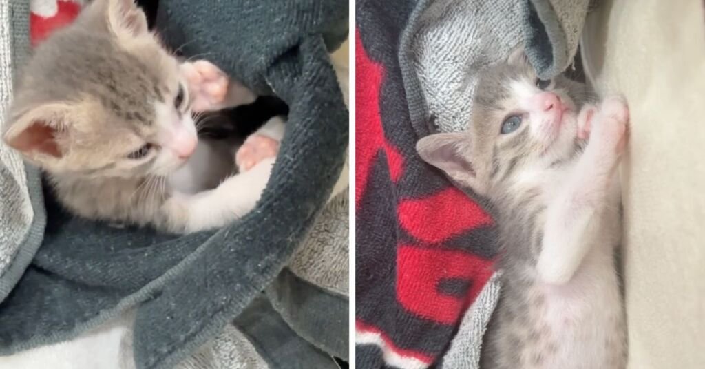 MSPCA, Küçük Savaşçı Violet'ten Sevindirici Haber Paylaştı