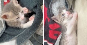 MSPCA, Küçük Savaşçı Violet'ten Sevindirici Haber Paylaştı