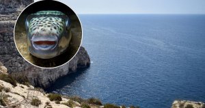 Malta’nın koyları ‘yabancı dünyalara’ dönüşüyor: İstilacı balon balıkları tehlike saçıyor