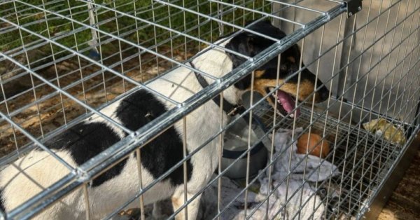 ‘Baba Sonunda Yakalandı’: MSPCA Yavru Köpek Ailesi Kurtarmasını Tamamladı