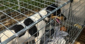 ‘Baba Sonunda Yakalandı’: MSPCA Yavru Köpek Ailesi Kurtarmasını Tamamladı