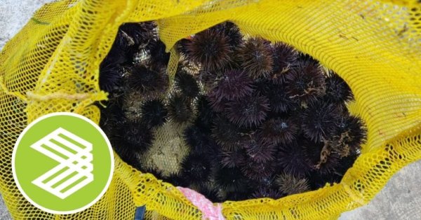 ERA, Yüzlerce Yasadışı Deniz Kestanesine El Koydu: Şüpheli Suçüstü Yakalandı