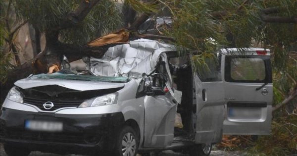 2018'deki Ölümlü Ağaç Devrilmesi Çürümüş Köklere Bağlandı