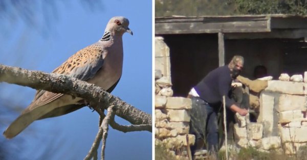 BirdLife Malta Soruşturmaları Sonucu İki Yasa Dışı Tuzakçı ve Bir Avcıya Binlerce Euro Ceza