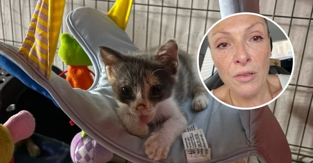 Malta'da Kedi Bakıcısı Yardım Çağrısı Yaptı: Kediler Soğuk Su ve Buz Paketleri İle Hayatlarını Koruyor